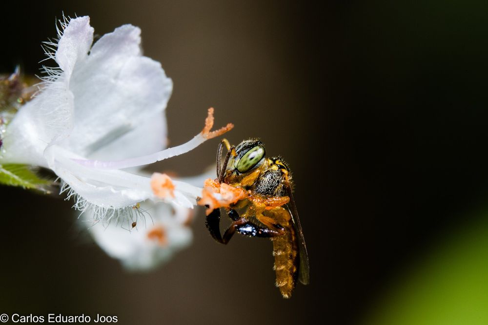 Abelha jataí, pequena e amarelada, pousada numa flor branca